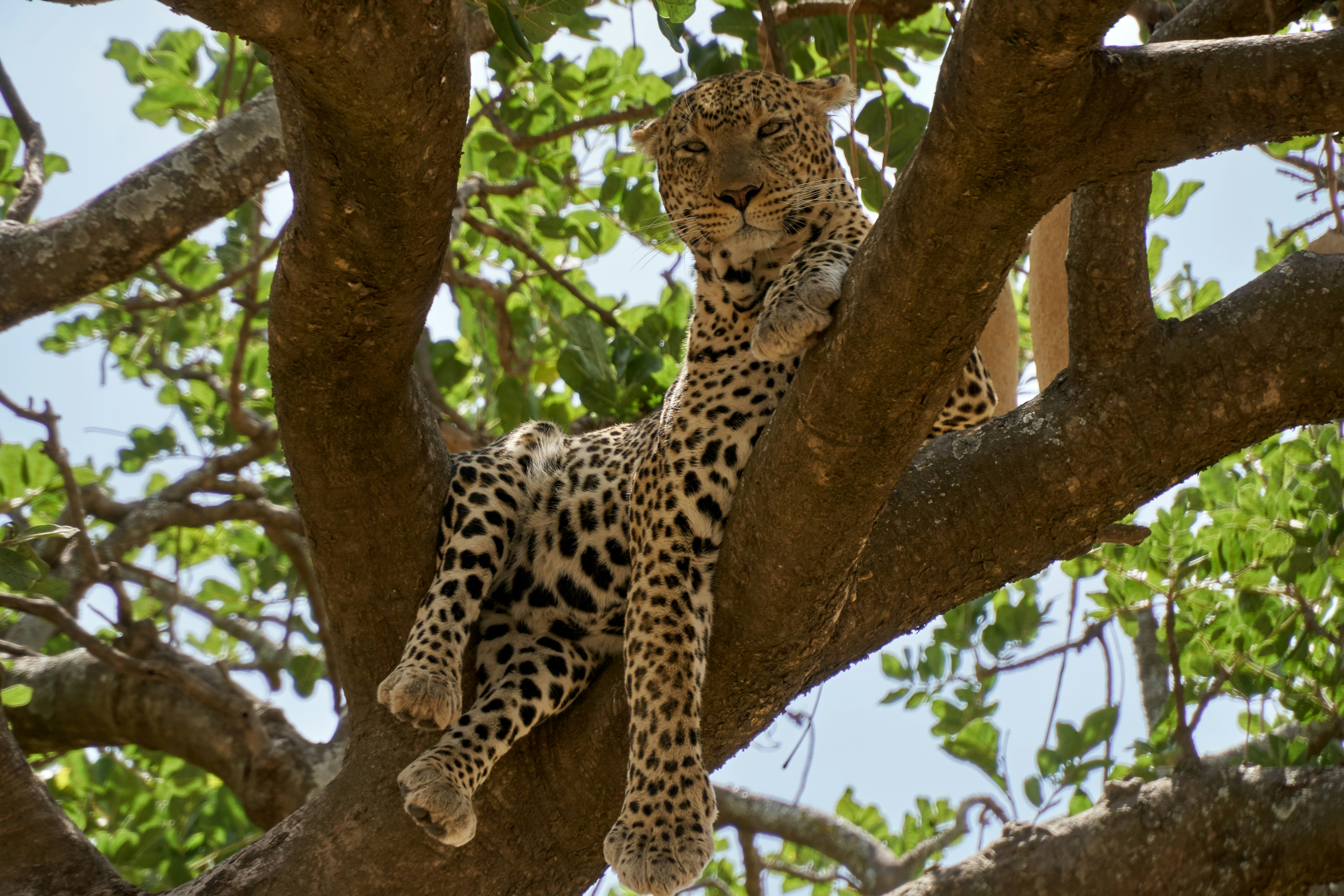 Tanzania Ultimate Safari: 8 Days of Wildlife & Wonder