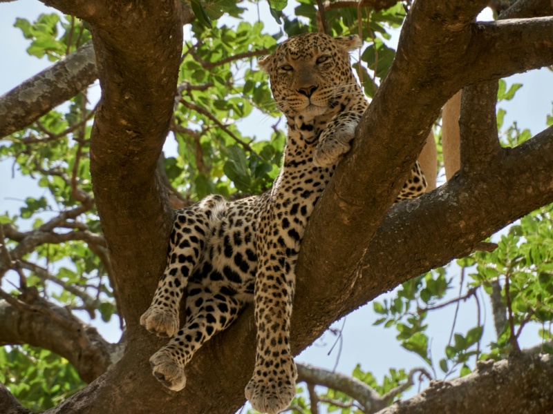 Tanzania Ultimate Safari: 8 Days of Wildlife & Wonder