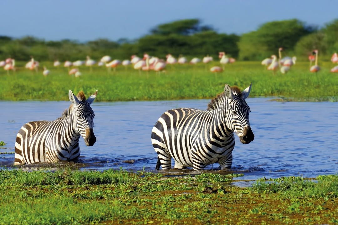 Witness wildlife form africa