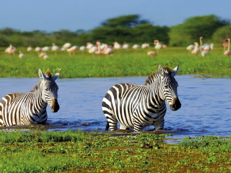 Witness wildlife form africa