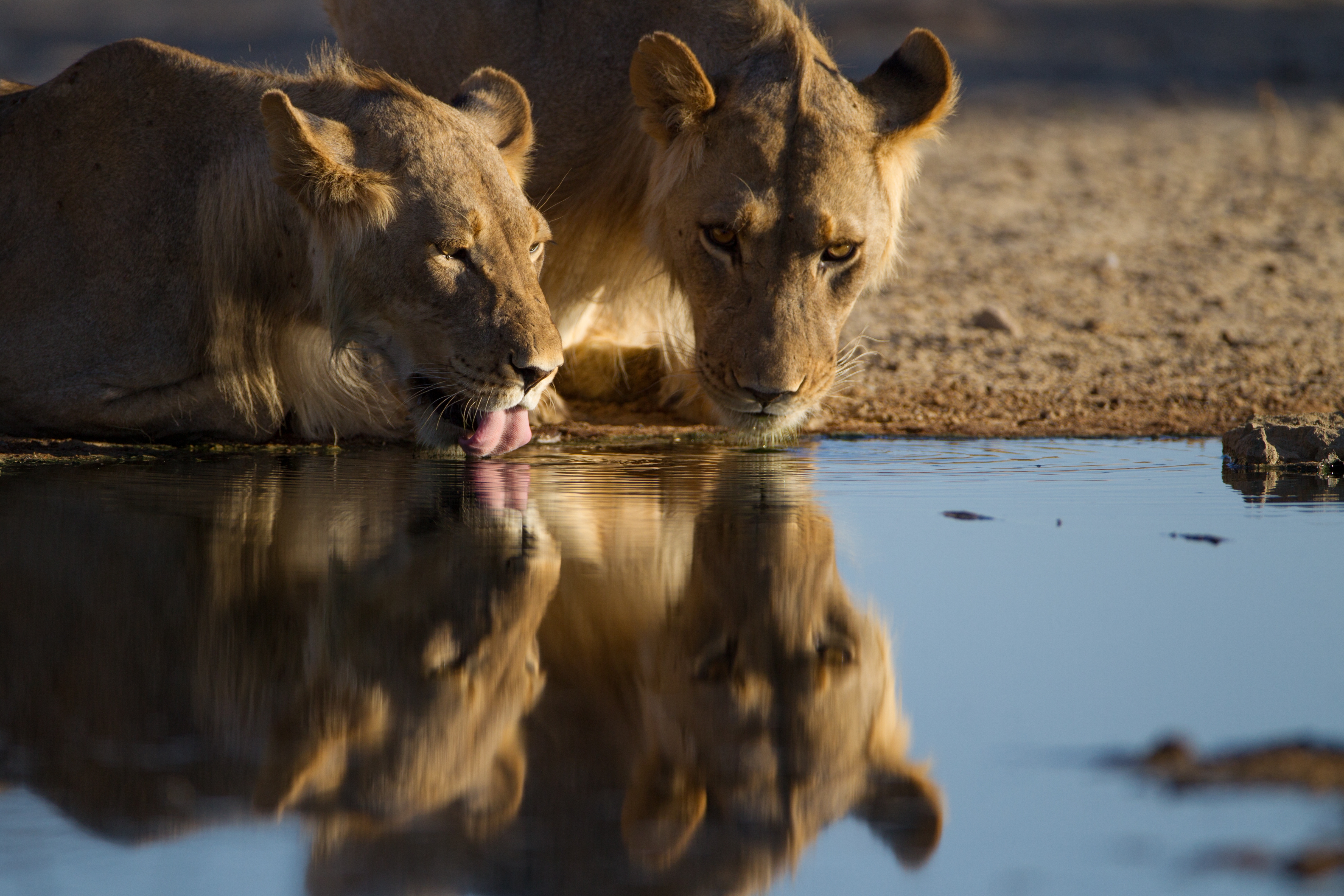 Simba wanakunywa maji