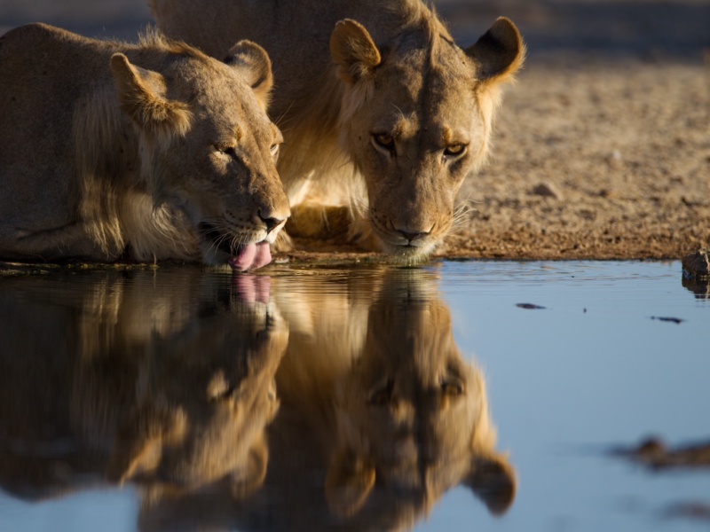 Simba wanakunywa maji